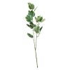 FOLLAJE HOJA DE BAUHINIA