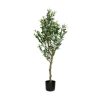 PLANTA DECORATIVA EREN