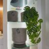PLANTA COLGANTE MONSTERA ADANSONII - Image 2