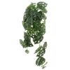 PLANTA COLGANTE MONSTERA ADANSONII
