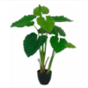 PLANTA DECORATIVA PHILO